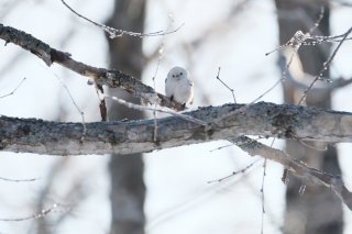 3月29日生まれの眼福さん♡ 2022.3.29（火）