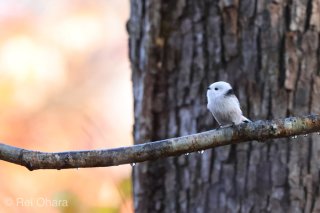 4月3日生まれの眼福さん♡ 2022.4.3（日）