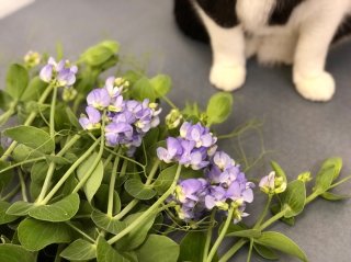 芳香剤じゃないよ！希少な「ブルーフレグランス」はコスパ抜群