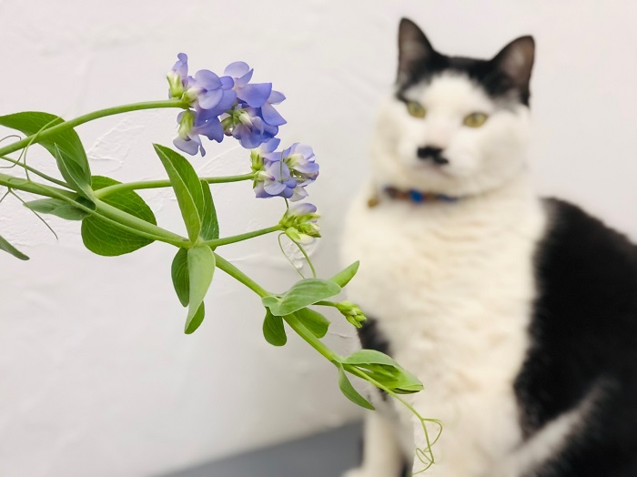 ワシ、こいつの匂いわりと好きやで。エエ匂いや。byさぶ店長 （Ｃ）コクハク