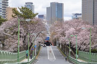 大都会の春満開 2022.4.8（金）