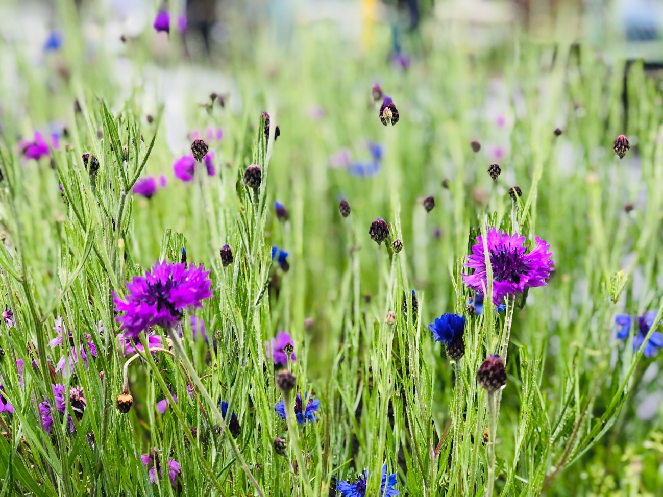 街路樹のわずかな土から生えているヤグルマギク（C）コクハク
