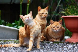 可愛いたまたま見せて！ 茶トラ3兄弟のにゃんたまにワクワク