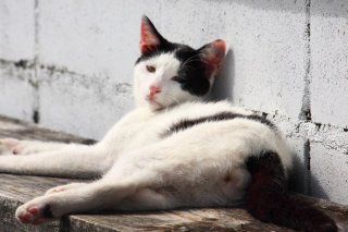 たまたまも溶けちゃいそう?ズラ風&甘い表情の“にゃんたま”