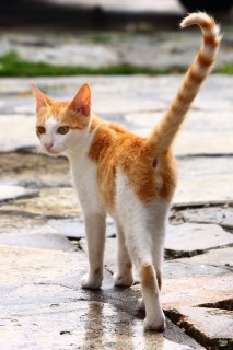 “若たまたま”がキュート♡ 好奇心旺盛なにゃんたま君と遭遇