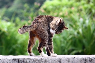 栗饅頭な“たまたま”に鍵シッポ!幸運の兆し満載のにゃんたま