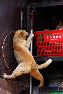 “たまたま”撮影中に恋バトルぼっ発！にゃんたま島の三角関係