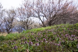 春まであと一歩 2022.4.15（金）