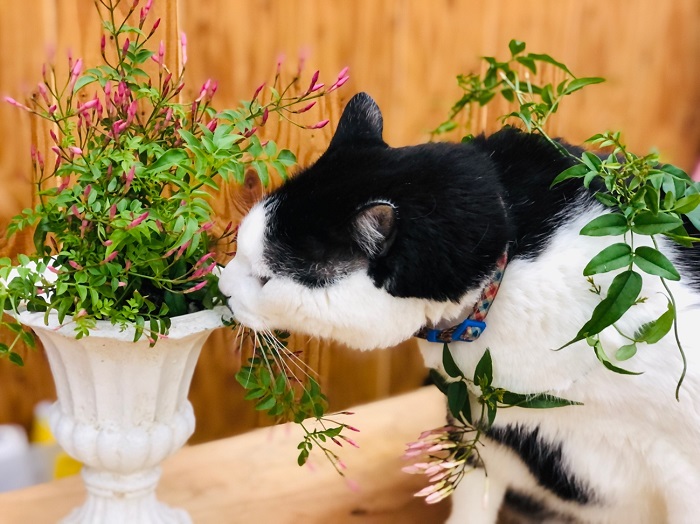 猫のワシでさえ好きな匂いやで　まぁワシ男やけど　byさぶ店長（C）コクハク