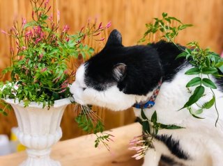 猫のワシでさえ好きな匂いやで　まぁワシ男やけど　byさぶ店長（C）コクハク