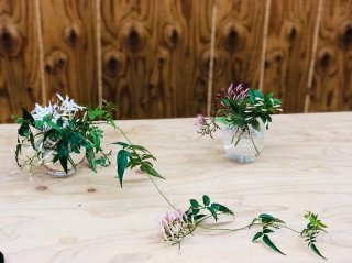 間引いた花付きのツルはお部屋の中でも香ります（C）コクハク