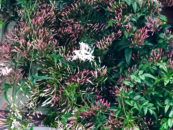 楽しみな香りが漂う季節到来！（C）コクハク