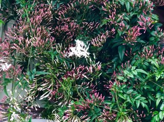 “羽衣ジャスミン”で官能的な女に…女性ホルモンも大喜び♡