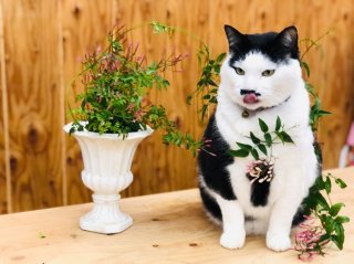 ツル体に巻き付けて…店長の営業魂に感動してます！お疲れ様です！by 平社員（C）コクハク