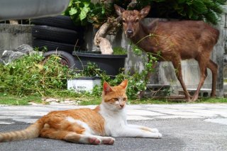 プロ級の“美たまたま”！ 通りすがりの鹿と2Sのにゃんたま君