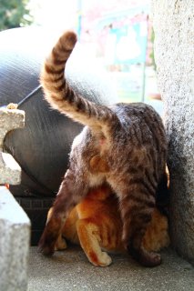 “たまたま”同士がイチャイチャ♡にゃんたま島でBL現場を激写