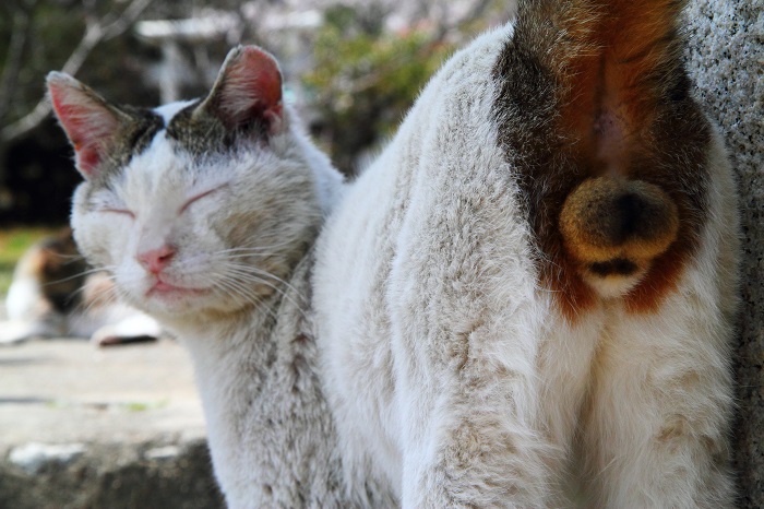 （写真:芳澤ルミ子）