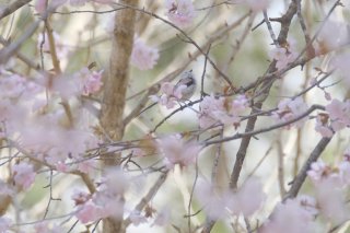 ぽかぽか陽気だねえ 2022.4.24（日）