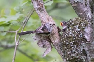 みどりの日 2022.5.4（水祝）
