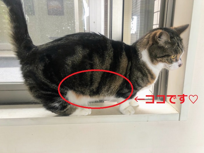 この“たるみ”がいいのだよ（Ｃ）コクハク