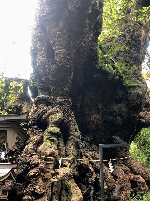 圧倒的オーラです（C）コクハク