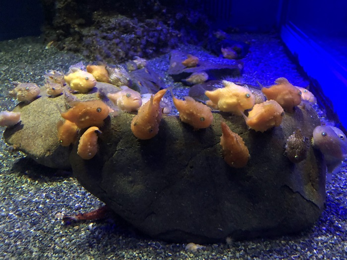 身を寄せ合うフウセンウオたち（C）コクハク