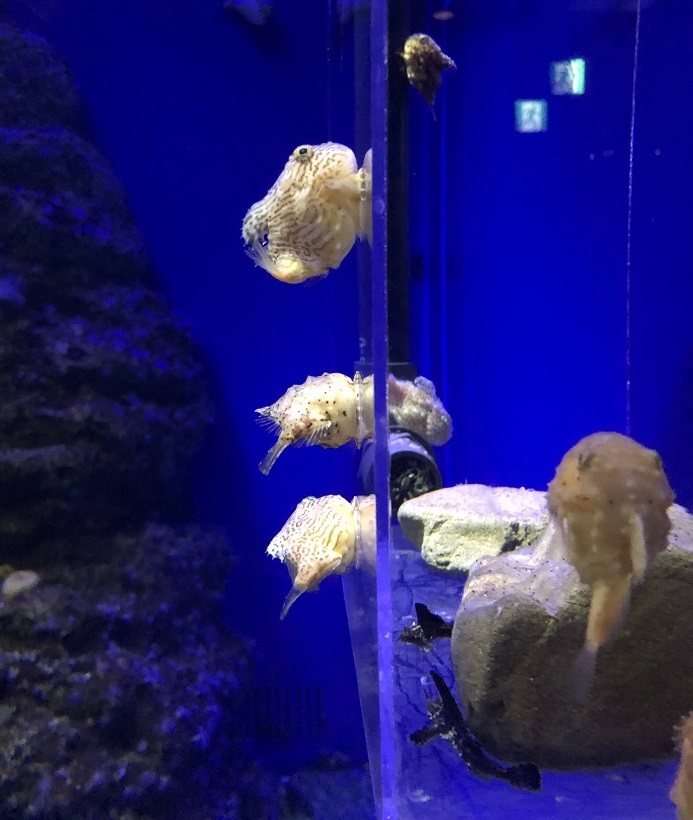 横から見るとこんな感じ（C）コクハク