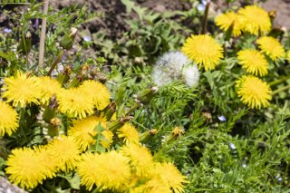 春芽咲く 2022.5.7（土）