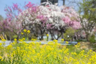 一段と美しいのはなぜ？ 2022.5.9（月）