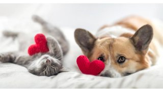 「犬好き？ 猫好き？」恋愛モードに突入！気になる彼に聞け