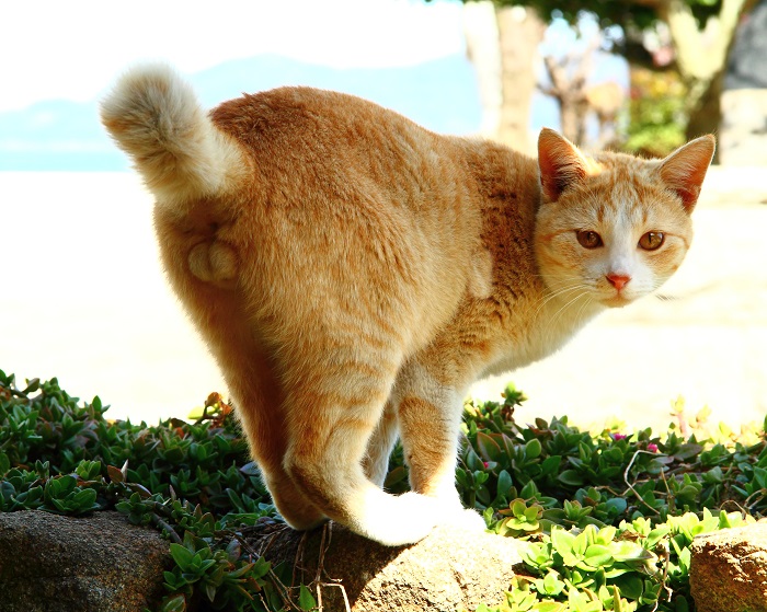（写真:芳澤ルミ子）