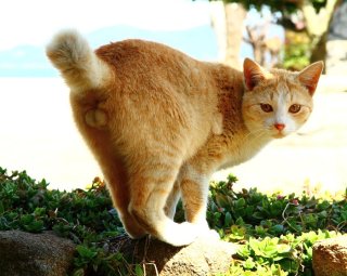 “たまたま”撮影に丸2日！ 透明感抜群の美少年にゃんたま♡