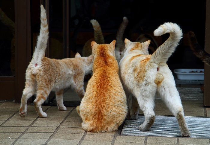 （写真:芳澤ルミ子）