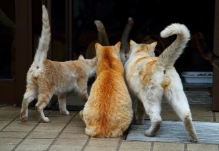 腹ペコ“たまたま”大集合！にゃんたまを虜にする手作りごはん