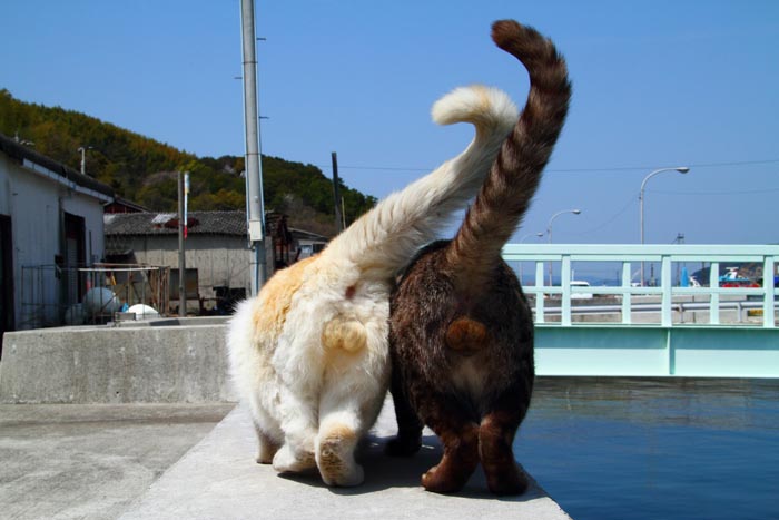 （写真:芳澤ルミ子）