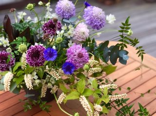 100均グラスを使い倒せ！個性派草花「スカビオサ」の飾り方