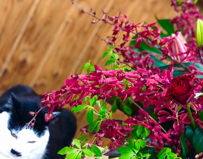 （Ｃ）コクハク