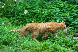 “たまたま”撮影には動体視力が必須！瞬きする暇もないんです