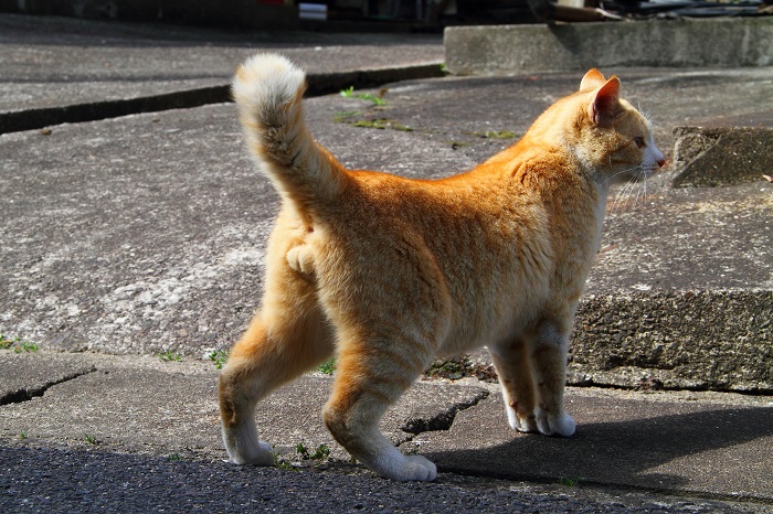 （写真:芳澤ルミ子）
