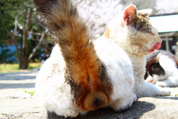 （写真:芳澤ルミ子）