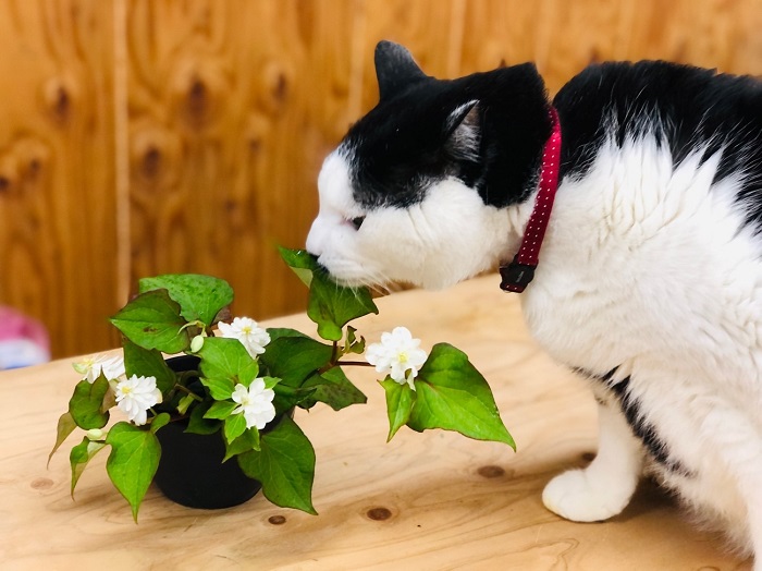 食べようとしたら平社員にめっちゃ叱られた byさぶ店長（Ｃ）コクハク