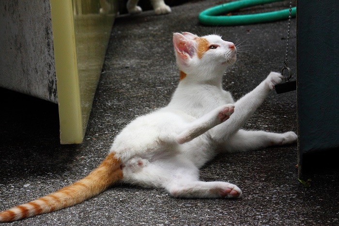 （写真:芳澤ルミ子）