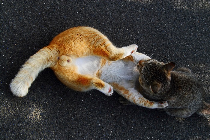 （写真:芳澤ルミ子）