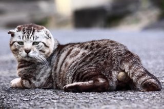 新種の“たまたま”を発見？丸顔折れ耳＆短足がかわいすぎる！