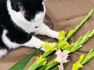 “フィリピンパブと愚兄”の話…恋愛運UPの夏の花グラジオラス