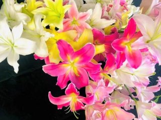 実は卵並みの安定価格！ユリで金運と恋愛運UP、今が最盛期!!