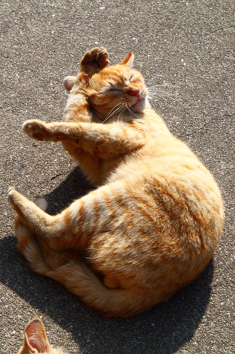 （写真:芳澤ルミ子）
