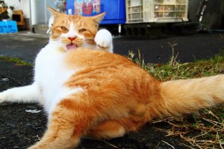 招き猫“たまたま”の「おいでおいで♪」に吸い寄せられちゃう