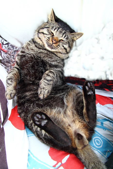 （写真:芳澤ルミ子）