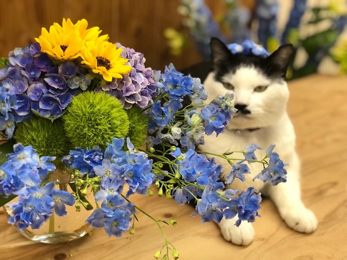 今回は青い花がテーマじゃよ byさぶ店長（Ｃ）コクハク